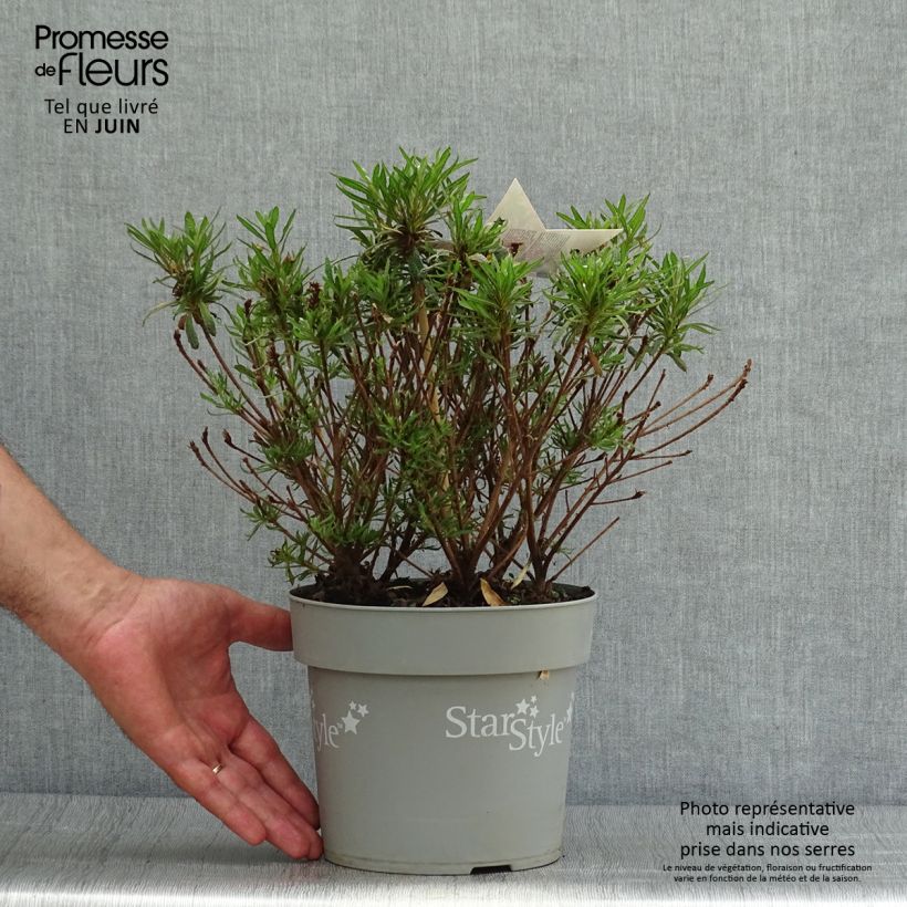 Exemplar von Japanische Azalee Star Style Violet - Azalea Topf mit 3L/4L wie im Sommer geliefert