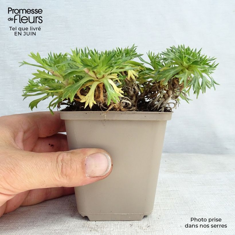 Exemplar von Azorella trifurcata - Andenpolster Kleine Töpfe von 8/9 cm wie im Sommer geliefert