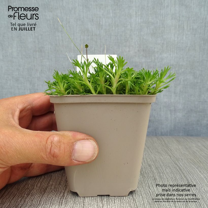 Exemplar von Azorella trifurcata Nana - Andenpolster Kleine Töpfe von 8/9 cm wie im Sommer geliefert