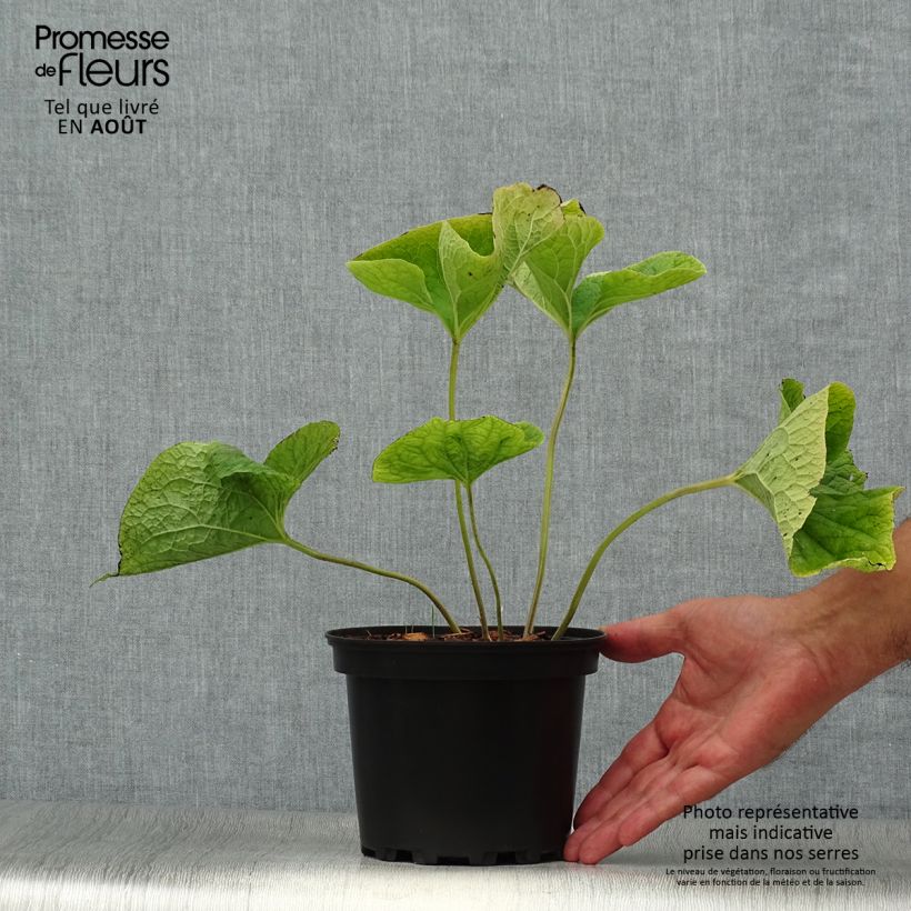 Exemplar von Brunnera macrophylla Betty Bowring - Kaukasus-Vergißmeinnicht Topf mit 2L/3L wie im Sommer geliefert