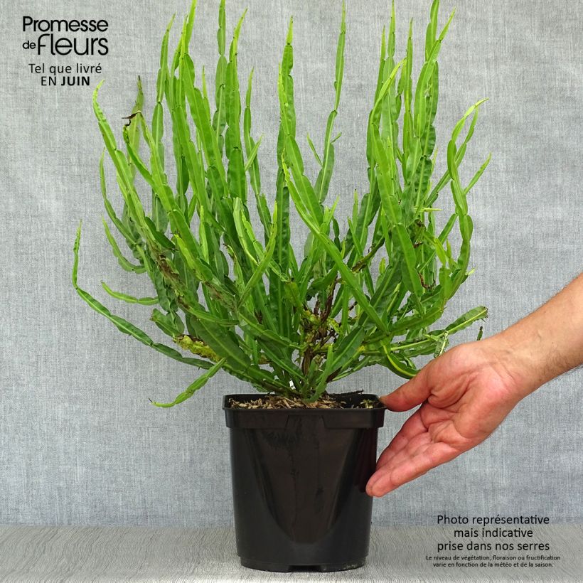 Exemplar von Baccharis genistelloides Topf mit 3L/4L wie im Sommer geliefert