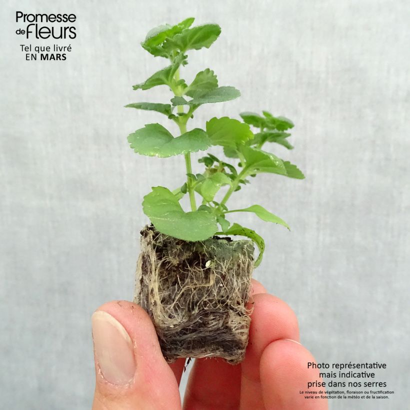 Exemplar von Schneeflockenblume Gulliver Dynamic White - Bacopa Mini-Plug Ø 3/4 cm wie im Frühjahr geliefert