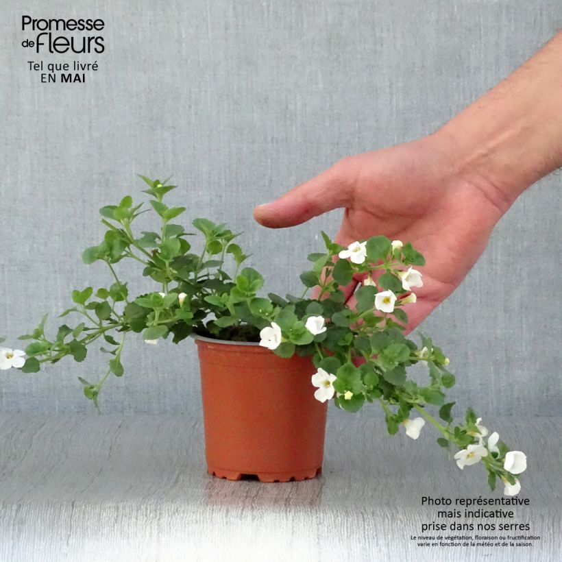 Exemplar von Schneeflockenblume Gulliver Dynamic White - Bacopa Kleine Töpfe von 8/9 cm wie im Frühjahr geliefert
