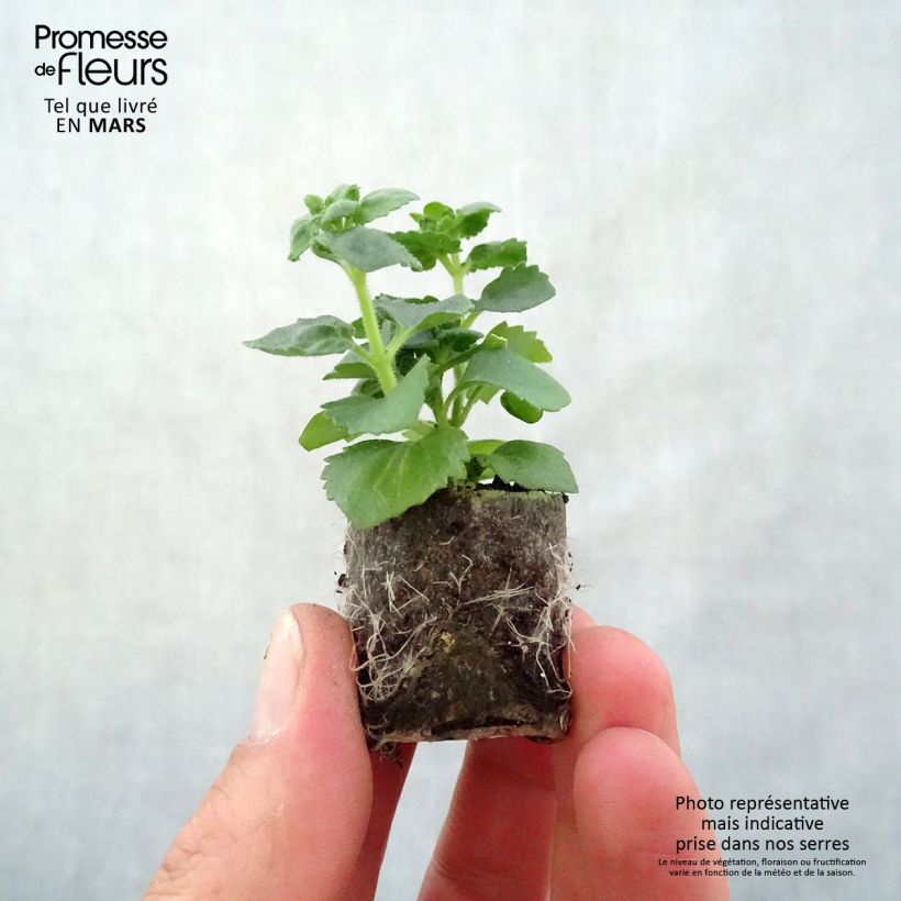Exemplar von Schneeflockenblume Scopia Gulliver Pink Heart Improved - Bacopa Mini-Plug Ø 3/4 cm wie im Frühjahr geliefert