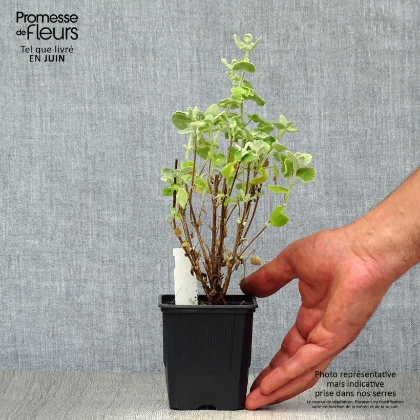 Exemplar von Ballota pseudodictamnus - Gottvergeß Kleine Töpfe von 8/9 cm wie im Sommer geliefert