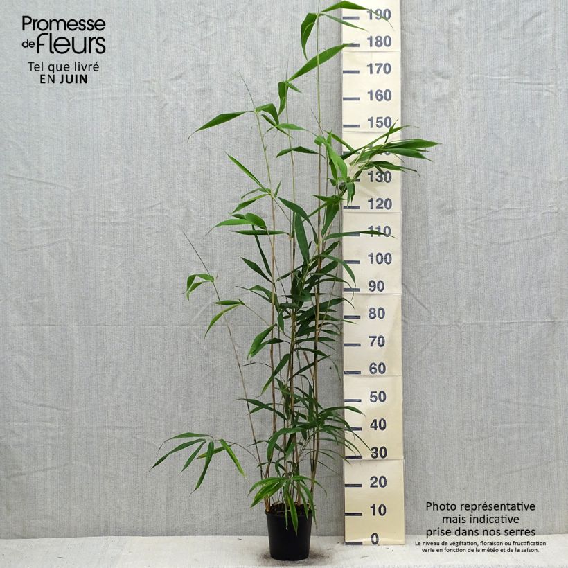 Exemplar von Pseudosasa japonica - Breitblattbambus Topf mit 2L/3L wie im Sommer geliefert