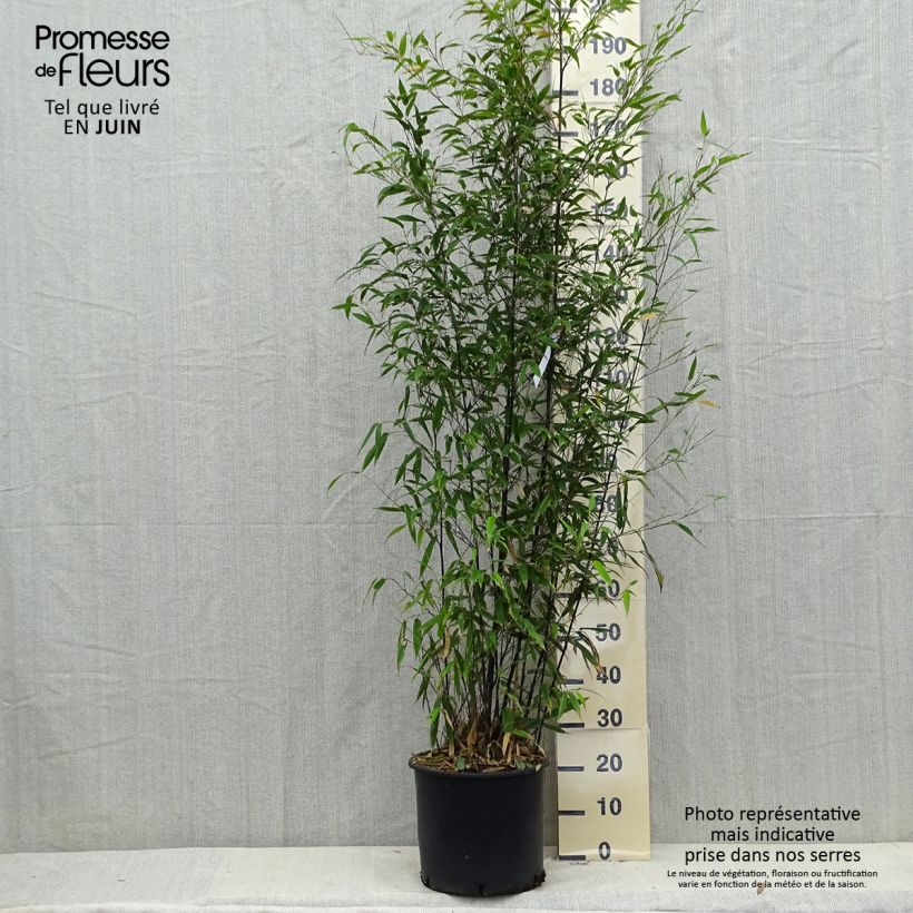 Exemplar von Schwarzer Bambus - Phyllostachys nigra Topf mit 12L/15L wie im Sommer geliefert