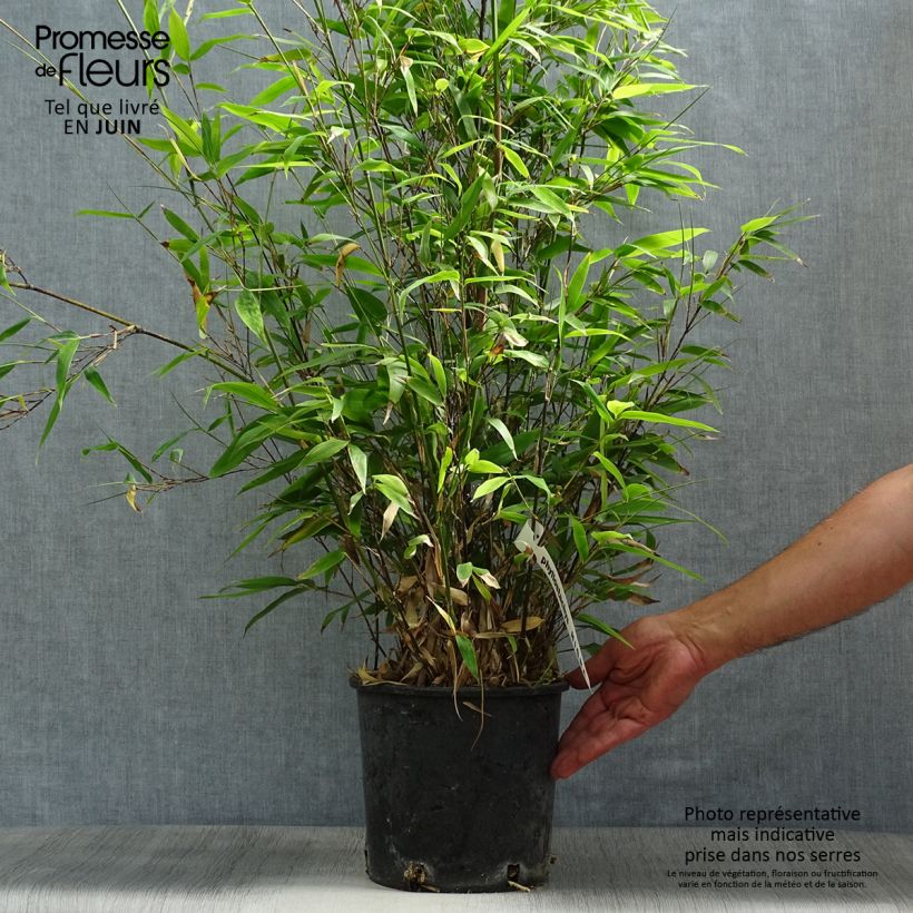 Exemplar von Schwarzer Bambus - Phyllostachys nigra Topf mit 4L/5L wie im Sommer geliefert