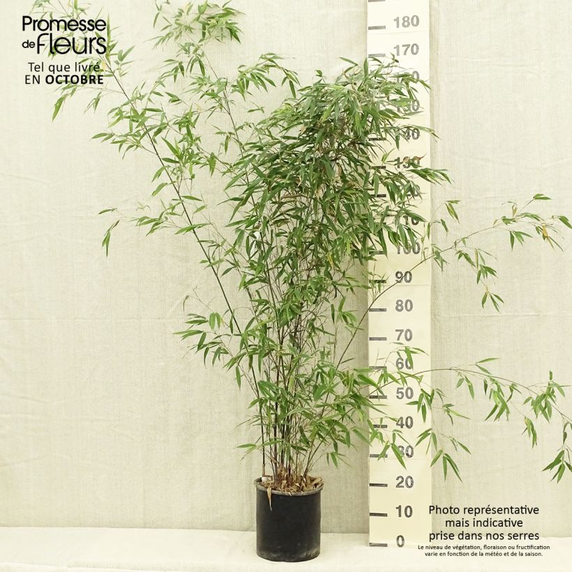 Exemplar von Schwarzer Bambus - Phyllostachys nigra Topf mit 7,5L/10L wie im Sommer geliefert