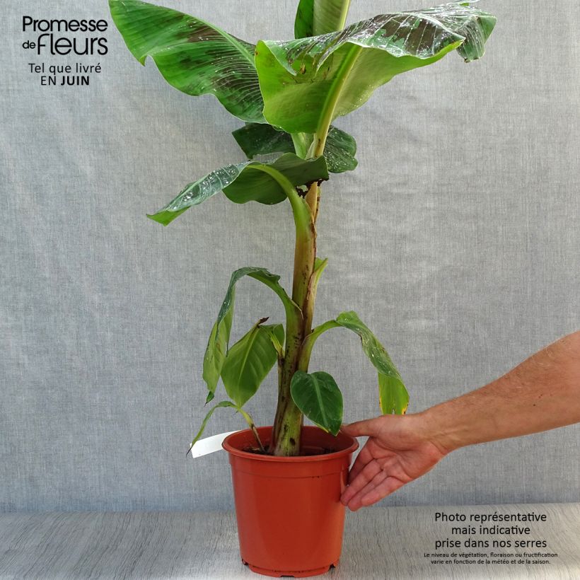 Exemplar von Musa acuminata Dwarf Cavendish - Zwerg-Essbanane Topf mit 6L/7L wie im Sommer geliefert