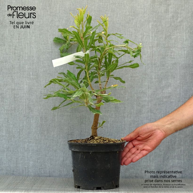 Exemplar von Banksia serrata - Banksie Topf mit 4L/5L wie im Sommer geliefert