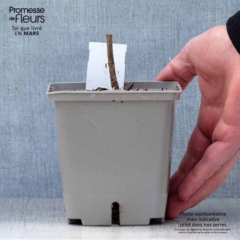 Exemplar von Baptisia Brownie Points - Indigolupine Topf mit 1L/1,5L wie im Frühjahr geliefert