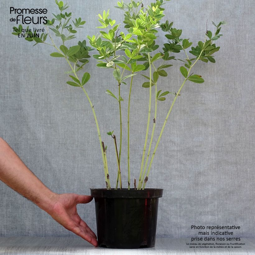 Exemplar von Baptisia Cherries Jubilee - Indigolupine Topf mit 4L/5L wie im Sommer geliefert