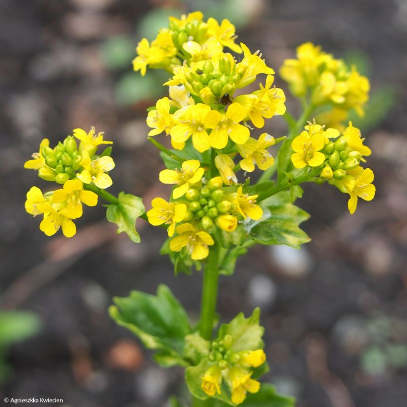 Barbarea vulgaris Variegata - Gemeines Barbarakraut (Blüte)