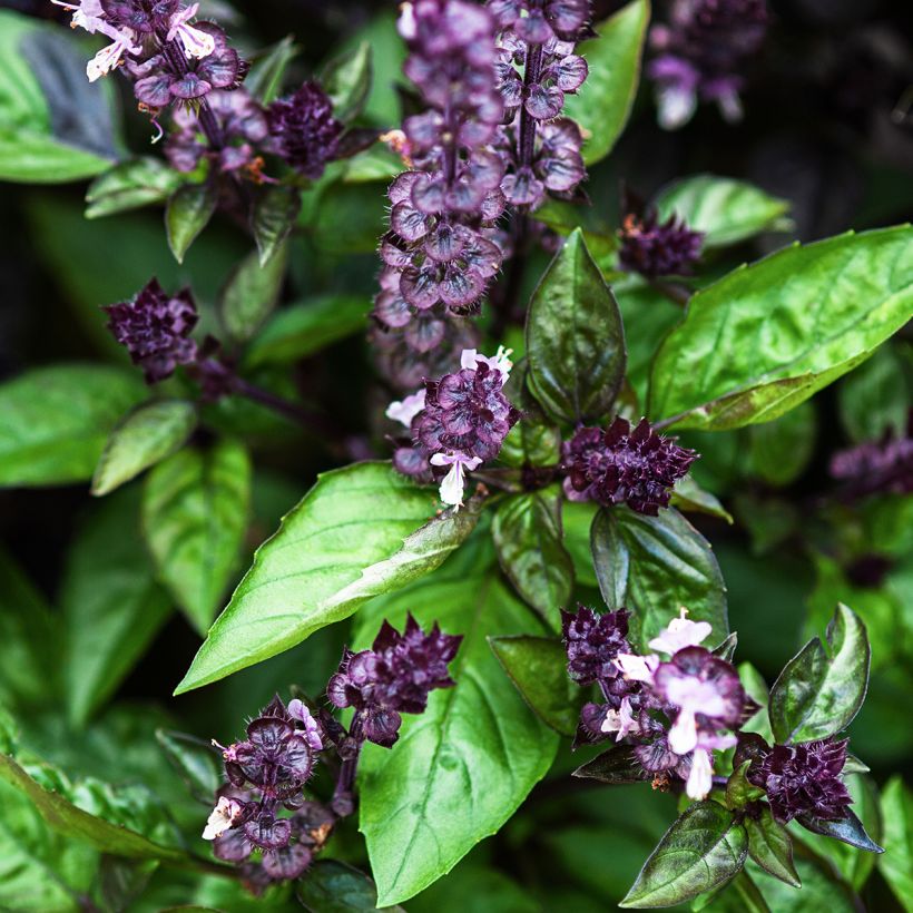 Basilikum Cinamonette (Blüte)