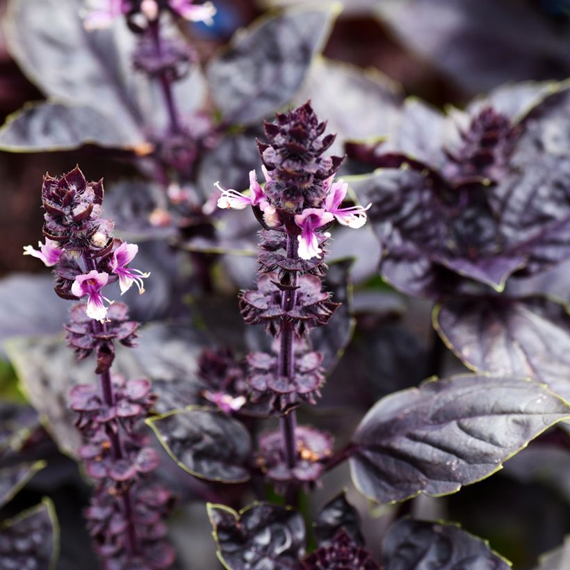 Basilikum Dark Opal (Blüte)