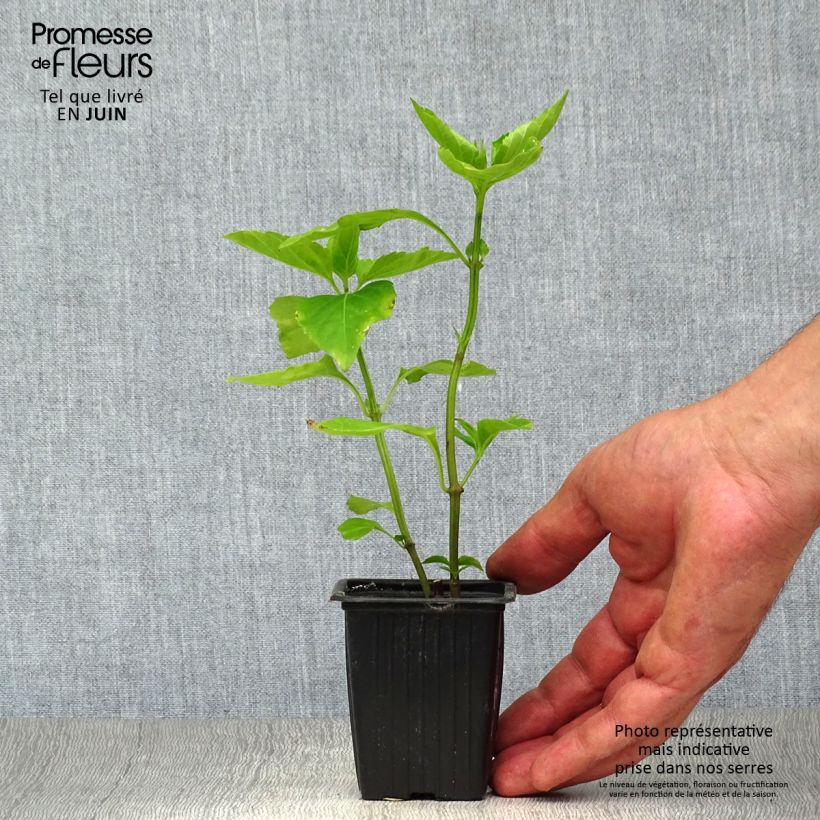 Exemplar von Basilikum Selloi - Ocimum fragrantissimum Kleine Töpfe von 8/9 cm wie im Sommer geliefert