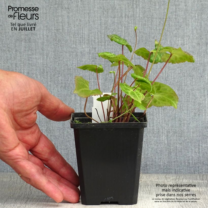 Exemplar von Beesia calthifolia Kleine Töpfe von 8/9 cm wie im Sommer geliefert