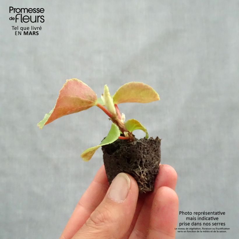 Exemplar von Begonie Dragon Wing Pink - Begonia semperflorens Mini-Plug Ø 3/4 cm wie im Frühjahr geliefert