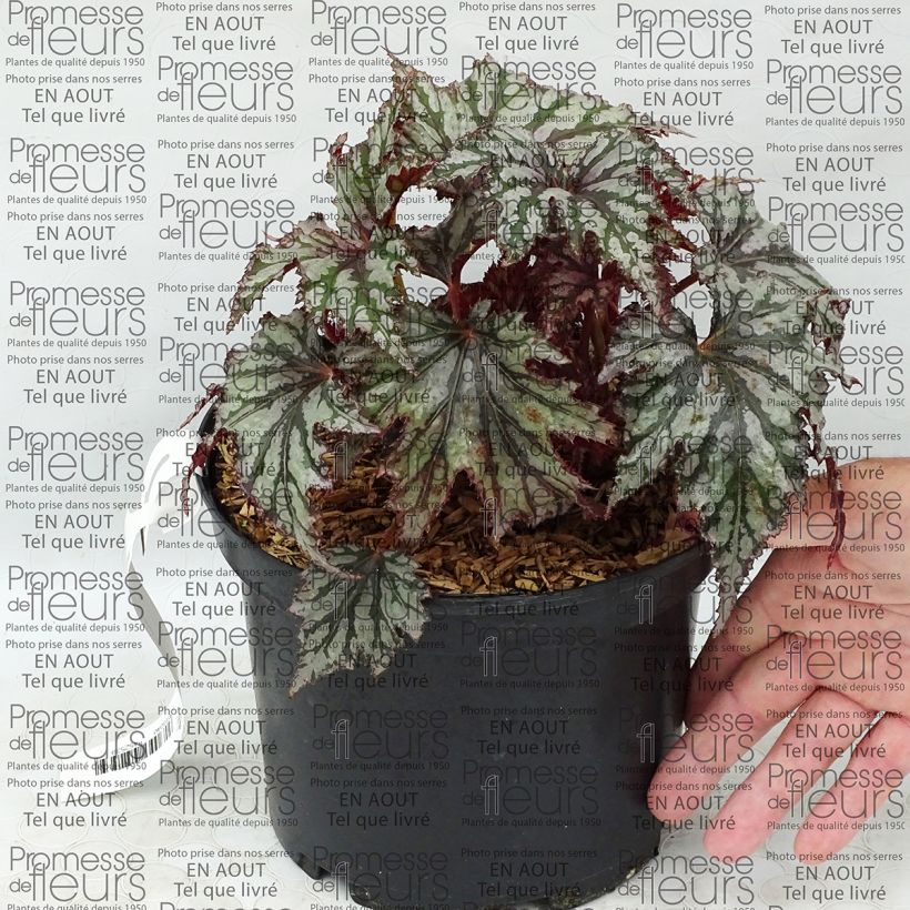 Beispiel eines Exemplars von Begonie Garden Angel Blush - Begonia Topf mit 2L/3L wie geliefert