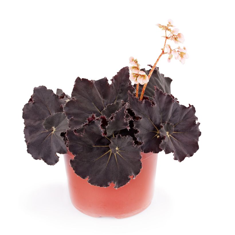 Begonia Rex Dark Mambo - Blattbegonie (Hafen)
