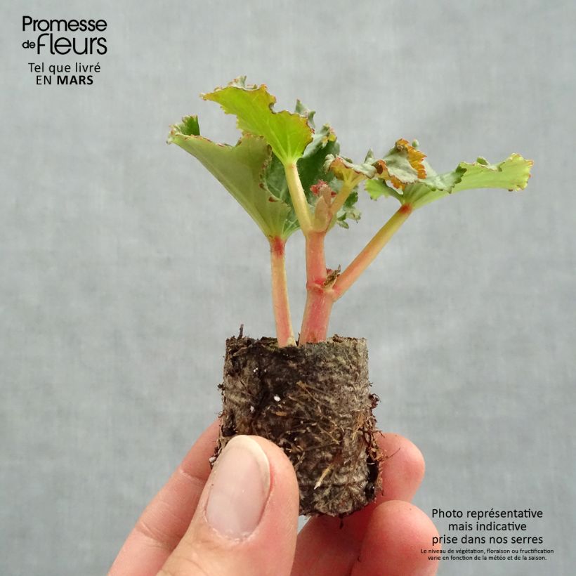 Exemplar von Begonie Sunbrero Bicolor - Begonia Mini-Plug Ø 3/4 cm wie im Frühjahr geliefert