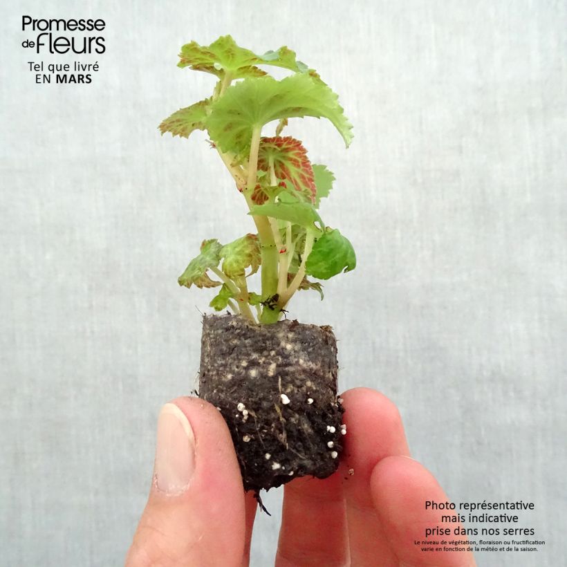 Exemplar von Begonie Belleconia Snow - Begonia Mini-Plug Ø 3/4 cm wie im Frühjahr geliefert