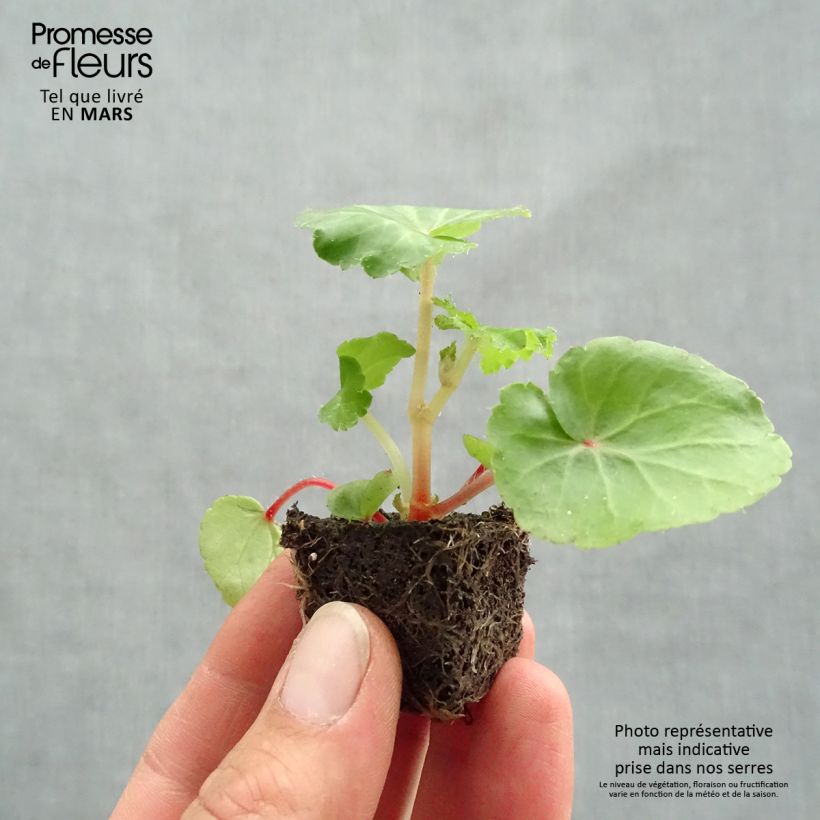 Exemplar von Begonie Illumination Ecarlate - Begonia pendula Mini-Plug Ø 3/4 cm wie im Frühjahr geliefert