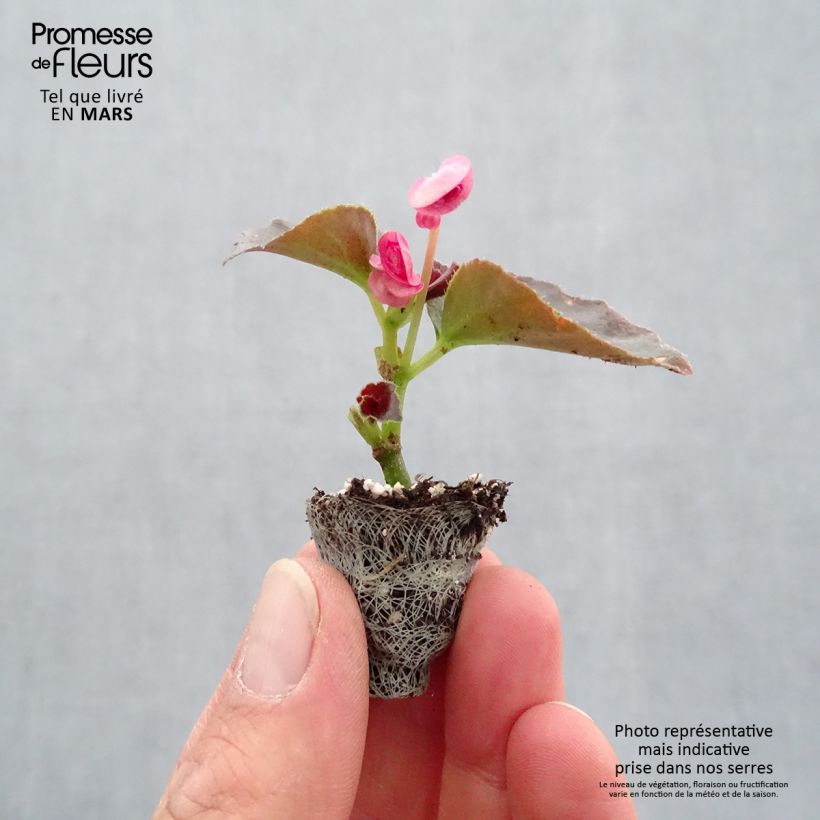 Exemplar von Begonie Doublet Rose - Begonia semperflorens Mini-Plug Ø 3/4 cm wie im Frühjahr geliefert