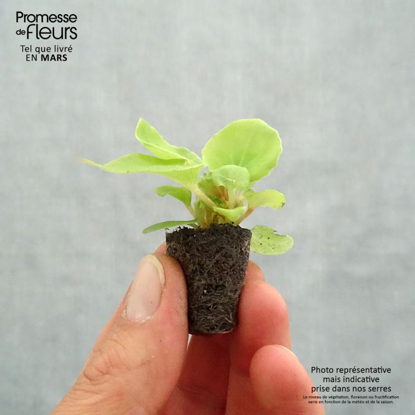 Exemplar von Begonie Mascotte Bicolour Improved - Begonia semperflorens Mini-Plug Ø 3/4 cm wie im Frühjahr geliefert