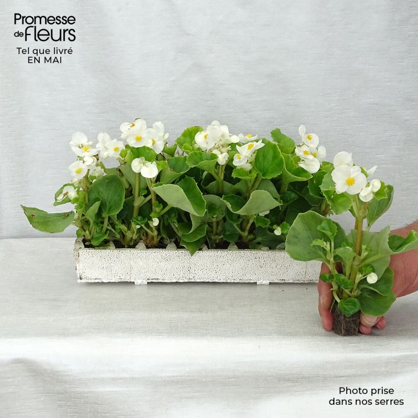Exemplar von Begonie Super Olympia White - Begonia semperflorens Jardi-Plug: Wurzelballen 3,8 cm x 3,2 cm in Anzuchtplatte à 15 Stück. wie im Frühjahr geliefert