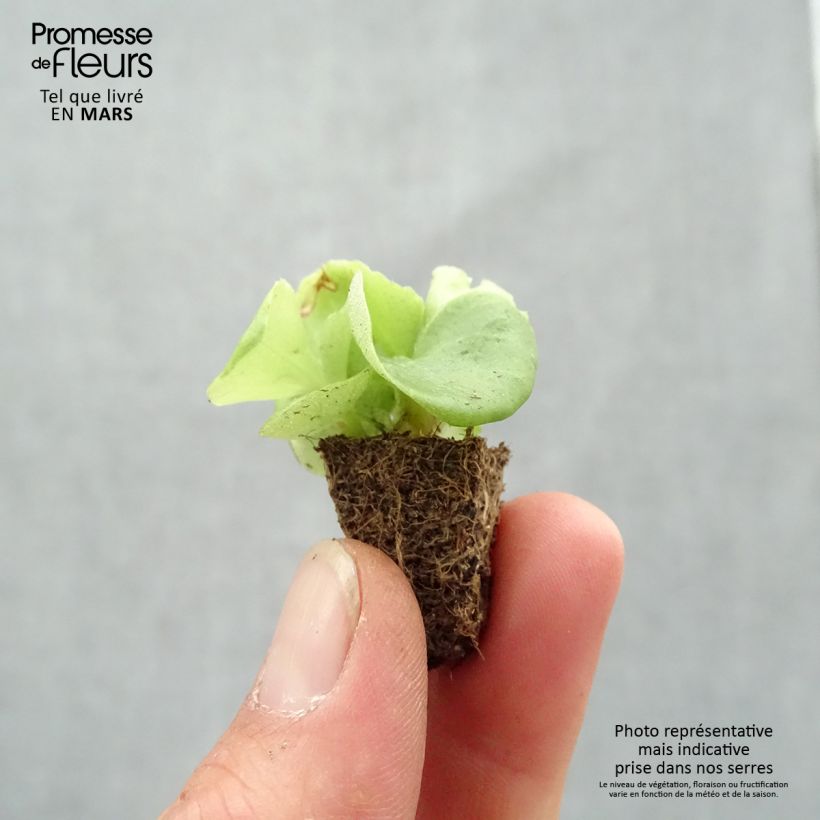 Exemplar von Begonie Super Olympia White - Begonia semperflorens Mini-Plug: Plug 2,2 cm x 2 cm in Anzuchtplatte à 35 Stück wie im Frühjahr geliefert