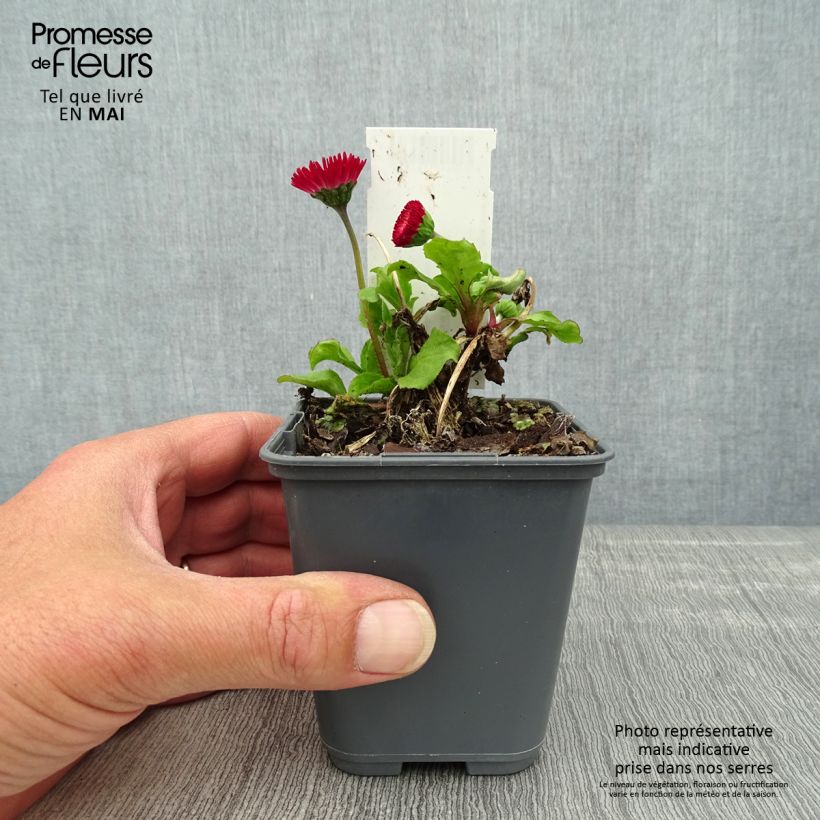 Exemplar von Bellis perennis Roode - Gänseblümchen Kleine Töpfe von 8/9 cm wie im Frühjahr geliefert