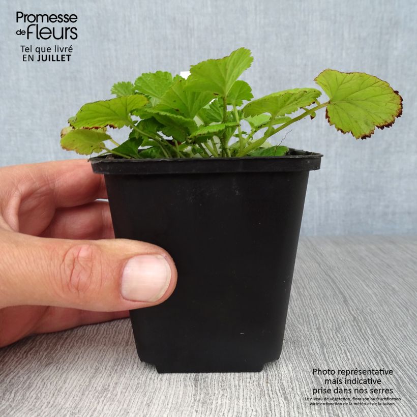 Exemplar von Geum rivale - Bach-Nelkenwurz Kleine Töpfe von 8/9 cm wie im Sommer geliefert