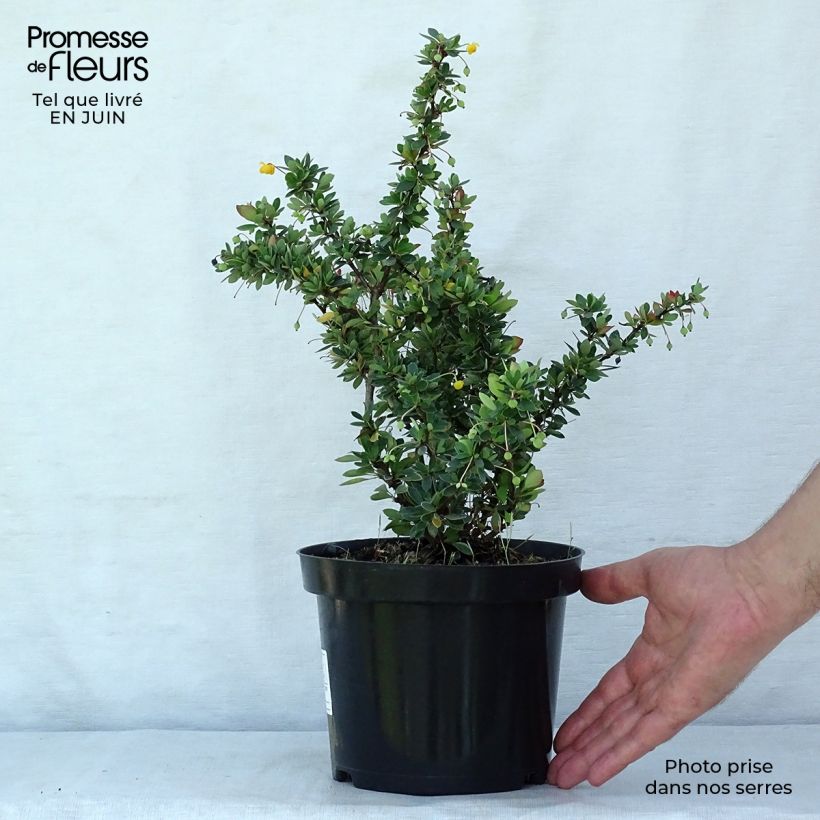 Exemplar von Berberis buxifolia Nana - Buchsblättrige Berberitze Topf mit 3L/4L wie im Sommer geliefert