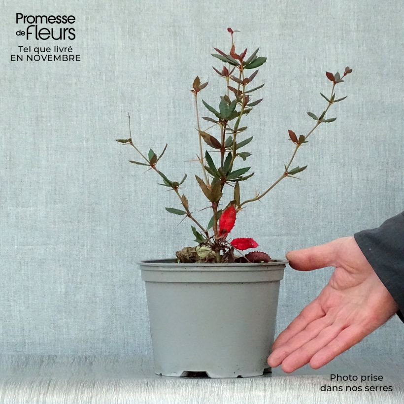 Exemplar von Berberis julianae - Julianes Berberitze Topf mit 2L/3L wie im Herbst geliefert