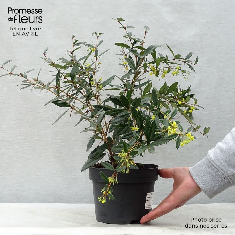 Exemplar von Berberis julianae - Julianes Berberitze Topf mit 2L/3L wie im Frühjahr geliefert