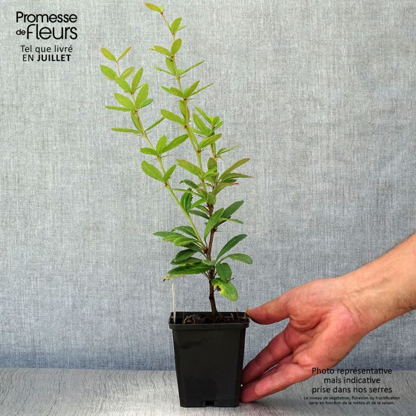 Exemplar von Berberis julianae - Julianes Berberitze Kleine Töpfe von 8/9 cm wie im Sommer geliefert