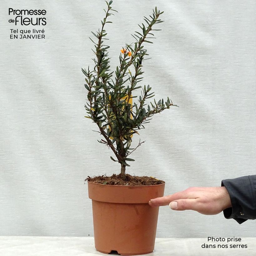 Exemplar von Berberis linearifolia Orange King - Berberitze Topf mit 3L/4L wie im Winter geliefert