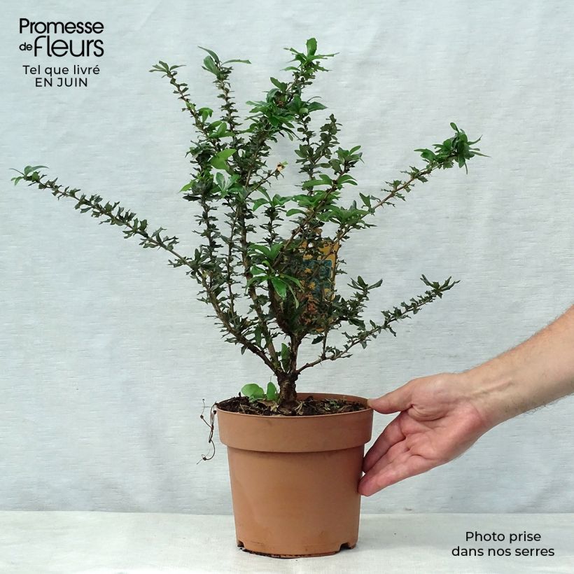 Exemplar von Berberis lologensis Apricot Queen - Berberitze Topf mit 2L/3L wie im Sommer geliefert