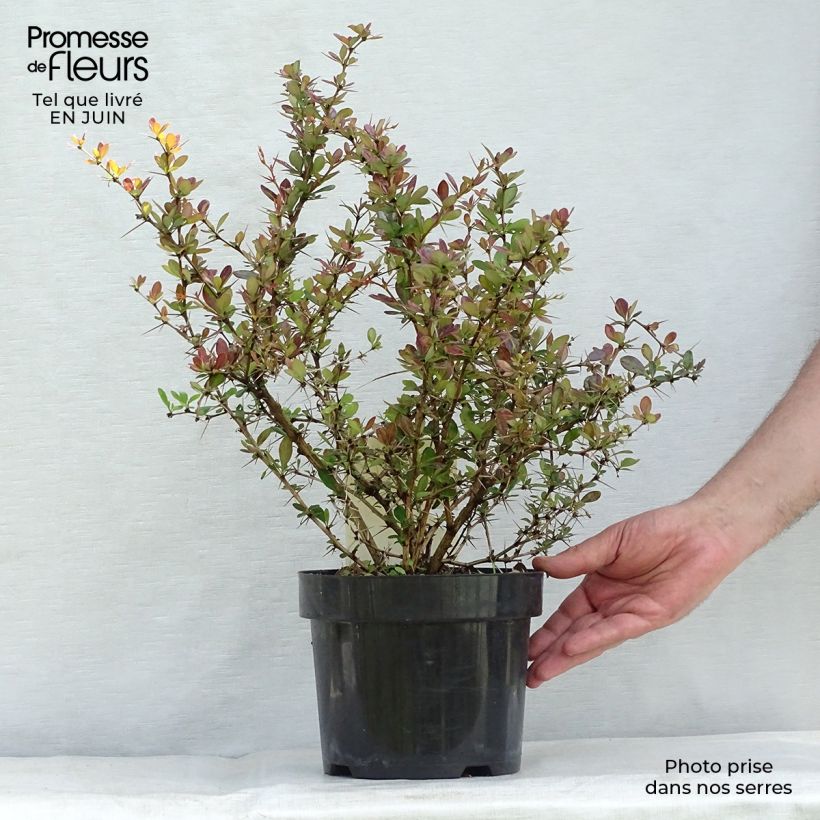 Exemplar von Berberis media Red Jewel - Berberitze Topf mit 3L/4L wie im Sommer geliefert