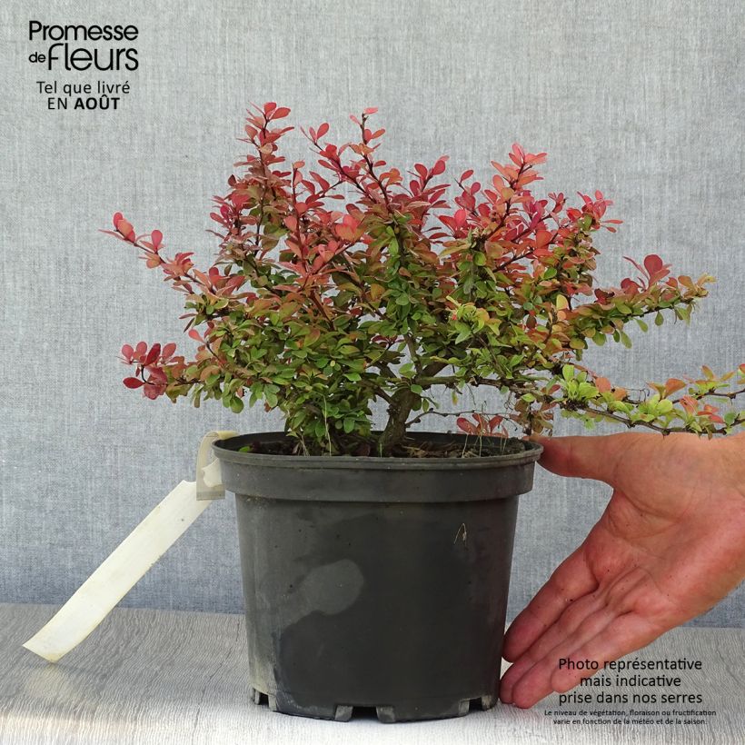 Exemplar von Berberis thunbergii Atropurpurea Nana Topf mit 2L/3L wie im Sommer geliefert