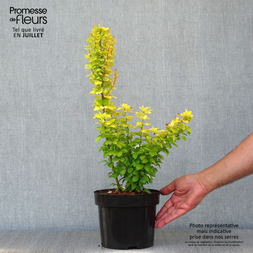 Exemplar von Berberis thunbergii Golden Rocket Topf mit 2L/3L wie im Sommer geliefert