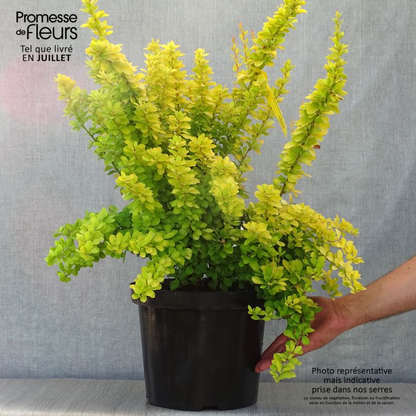 Exemplar von Berberis thunbergii Golden Rocket Topf mit 7,5L/10L wie im Sommer geliefert