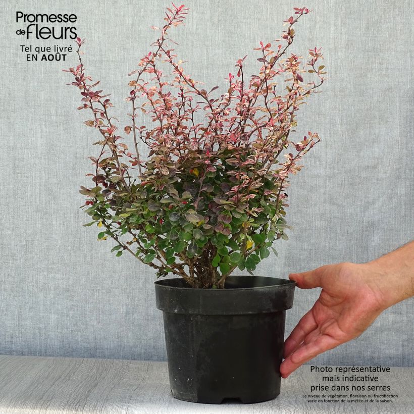 Exemplar von Berberis thunbergii Inspiration Topf mit 2L/3L wie im Sommer geliefert