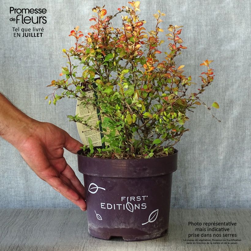 Exemplar von Berberis thunbergii Limoncello Topf mit 3L/4L wie im Sommer geliefert