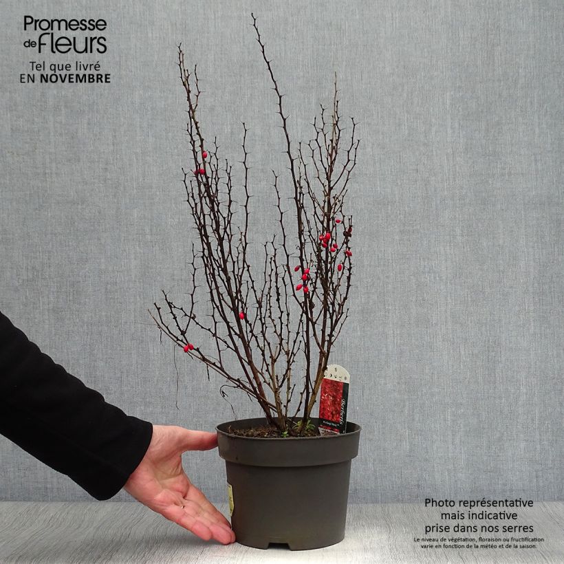 Exemplar von Berberis thunbergii Maria Topf mit 2L/3L wie im Herbst geliefert