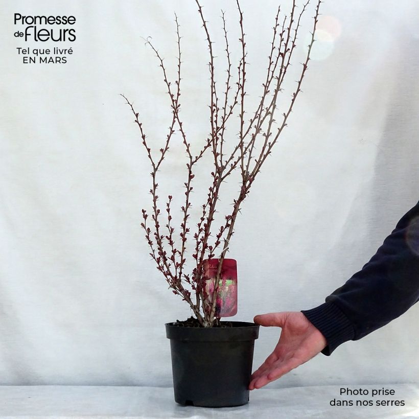 Exemplar von Berberis thunbergii Red Rocket Topf mit 2L/3L wie im Frühjahr geliefert