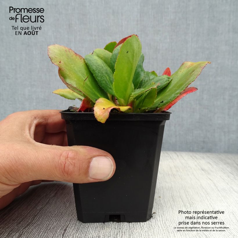 Exemplar von Bergenia Bressingham White - Bergenie Kleine Töpfe von 8/9 cm wie im Sommer geliefert