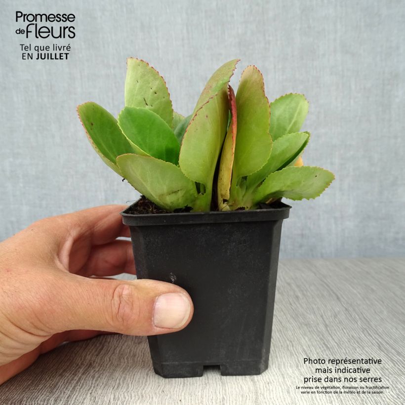 Exemplar von Bergenia Baby Doll - Bergenie Kleine Töpfe von 8/9 cm wie im Sommer geliefert